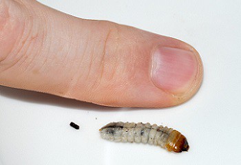 Grootte van een houtworm grootte-van-een-houtworm